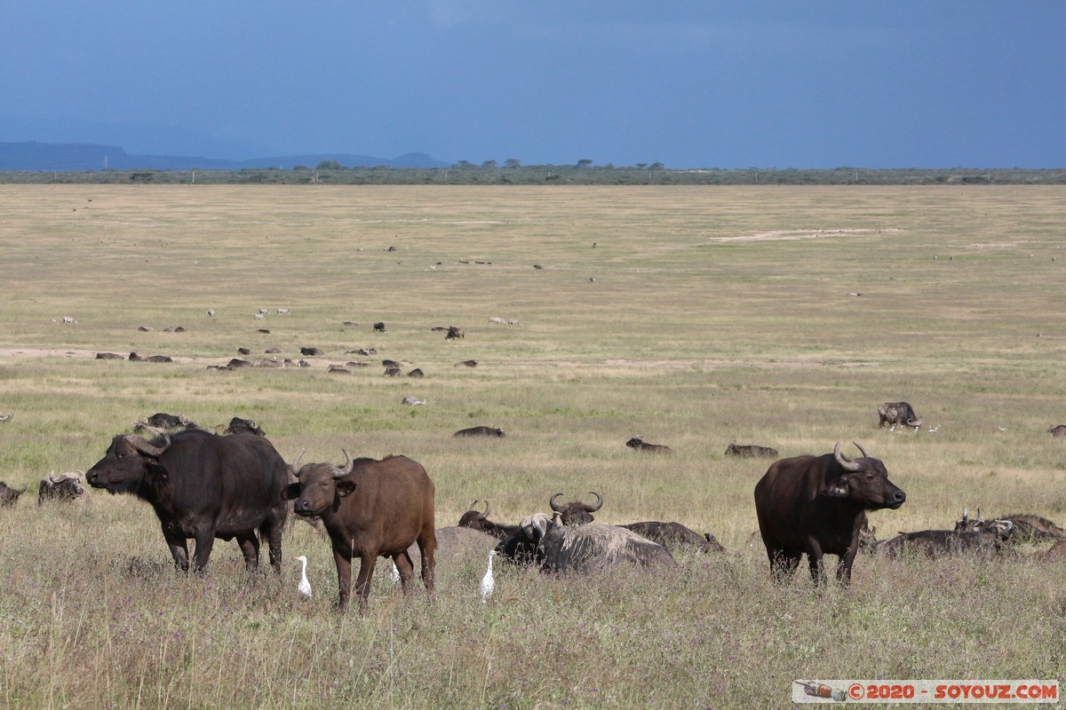 Lake Nakuru National Park - Buffalo
Mots-clés: KEN Kenya Nakuru Nderit Lake Nakuru National Park Buffle animals