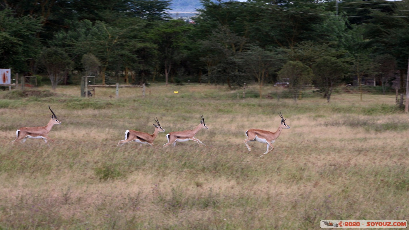 Lake Nakuru National Park - Thomson's gazelle
Mots-clés: KEN Kenya Nakuru Nderit Lake Nakuru National Park Thomson's gazelle animals