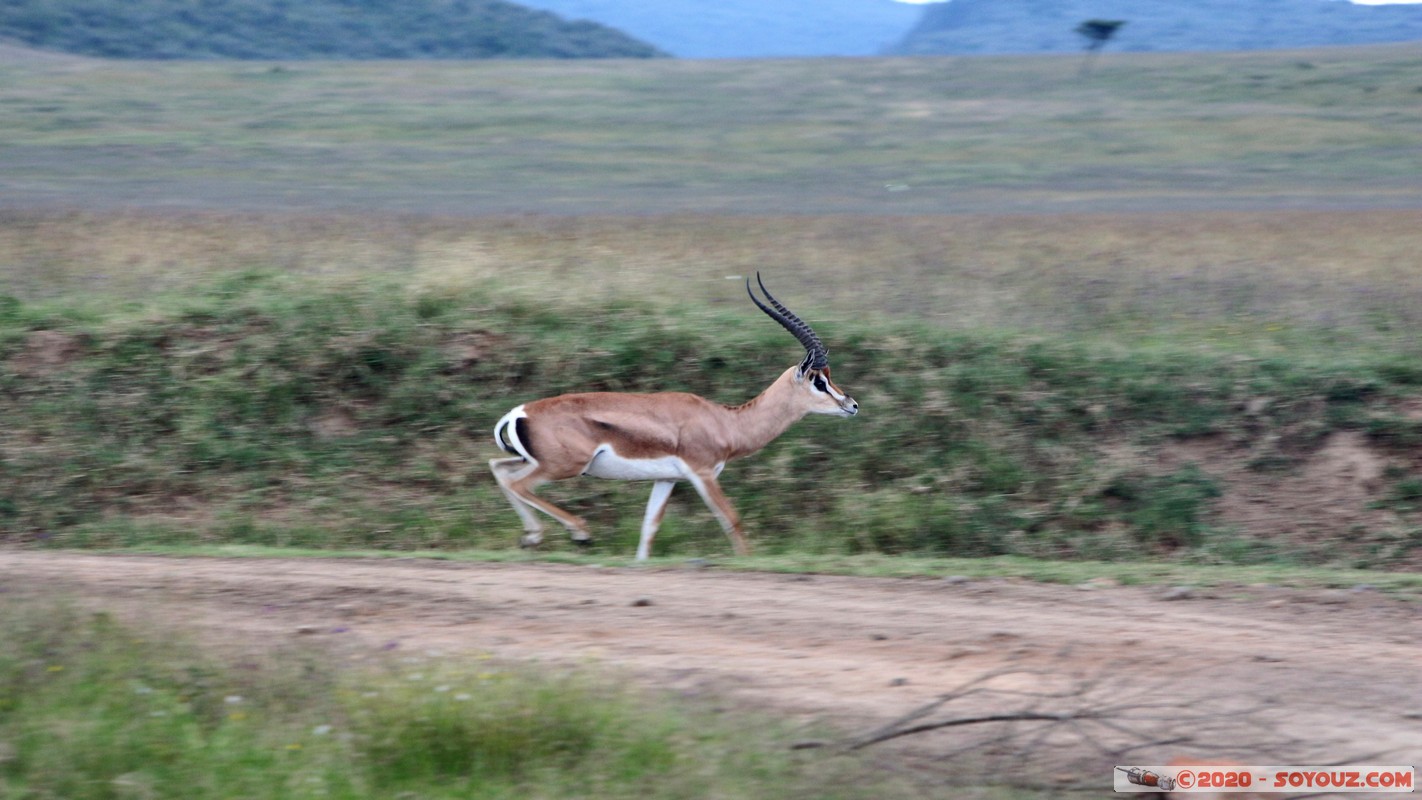 Lake Nakuru National Park - Thomson's gazelle
Mots-clés: KEN Kenya Nakuru Nderit Lake Nakuru National Park Thomson's gazelle animals