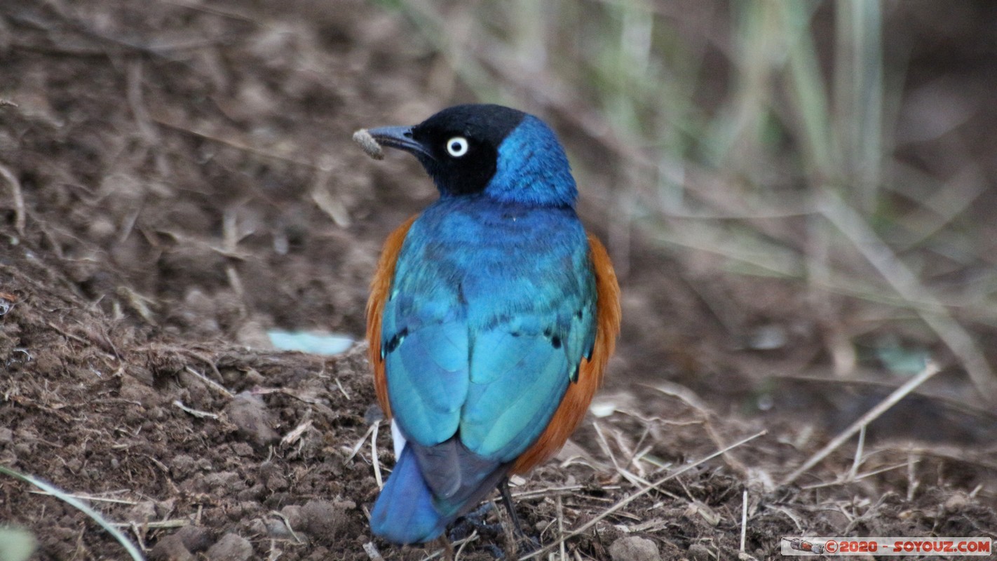 Lake Nakuru National Park - Superb Starling Bird
Mots-clés: KEN Kenya Nakuru Nderit Lake Nakuru National Park Superb Starling Bird oiseau animals