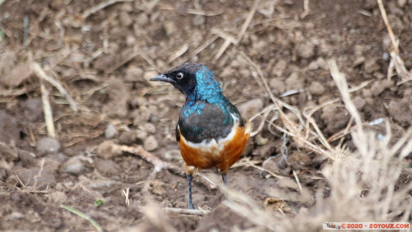 Lake Nakuru National Park - Superb Starling Bird
Mots-clés: KEN Kenya Nakuru Nderit Lake Nakuru National Park Superb Starling Bird oiseau animals