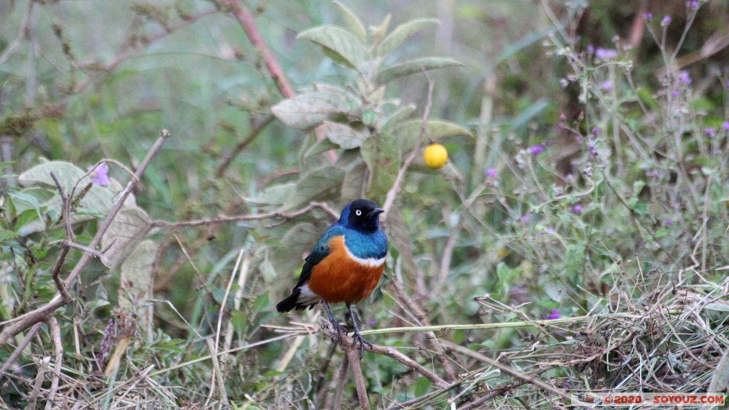 Lake Nakuru National Park - Superb Starling Bird
Mots-clés: KEN Kenya Nakuru Nderit Lake Nakuru National Park Superb Starling Bird oiseau animals