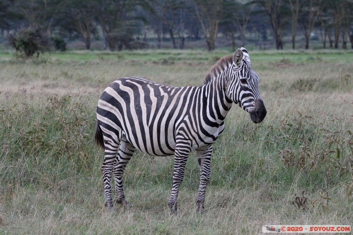 Lake Nakuru National Park - Zebra
Mots-clés: KEN Kenya Nakuru Nderit Lake Nakuru National Park zebre animals