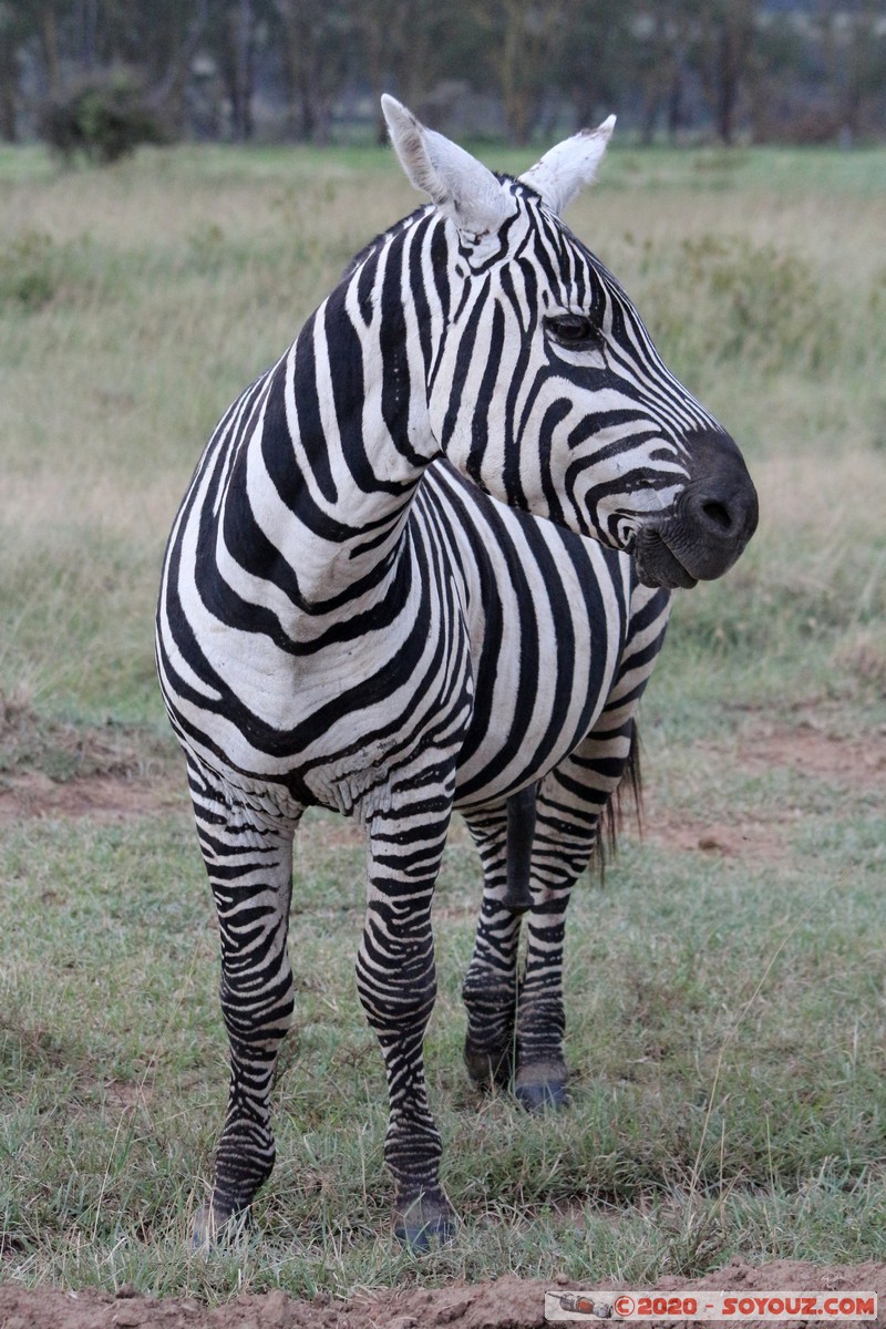 Lake Nakuru National Park - Zebra
Mots-clés: KEN Kenya Nakuru Nderit Lake Nakuru National Park zebre animals