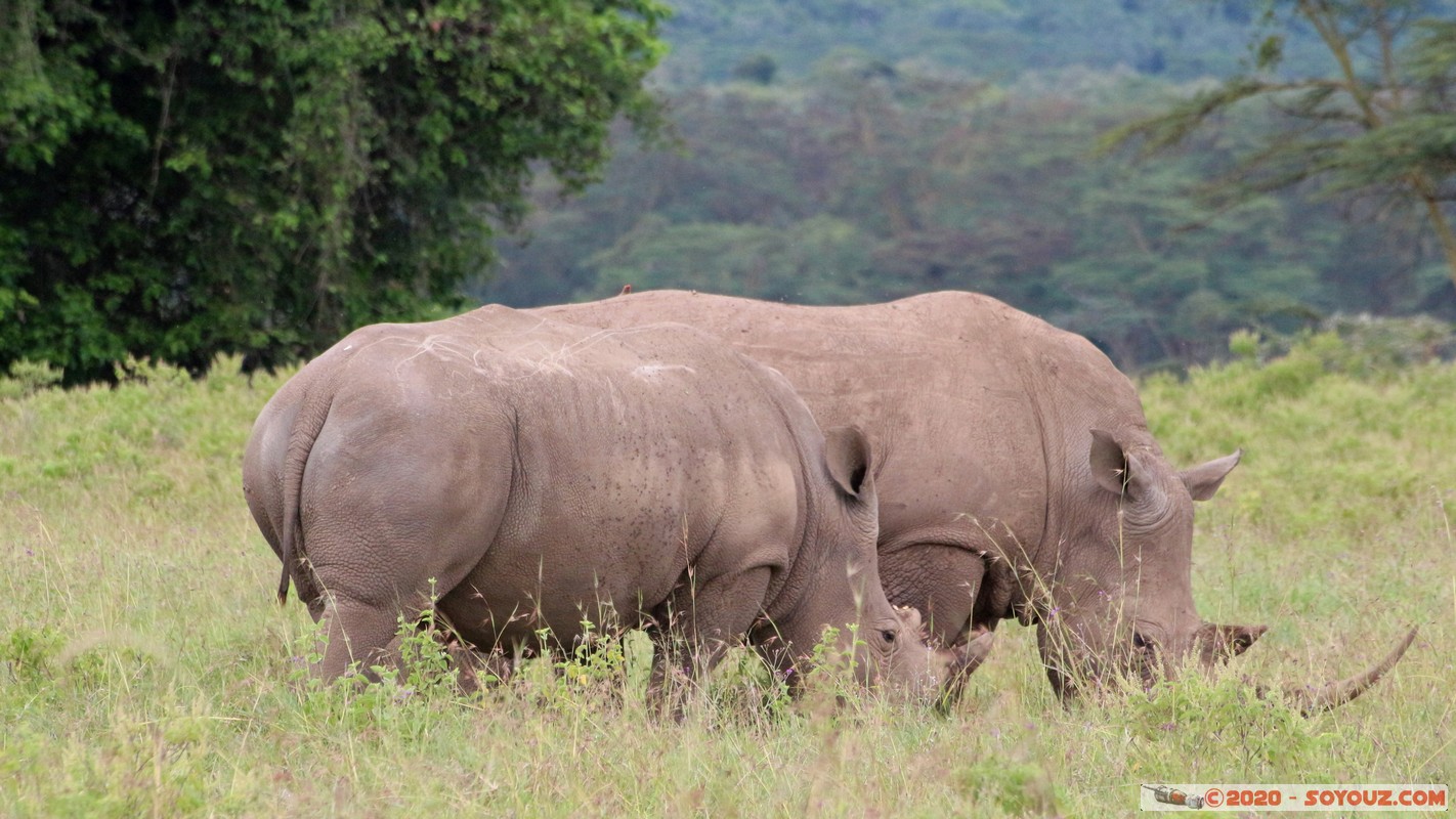 Lake Nakuru National Park - Rhinoceros
Mots-clés: KEN Kenya Nakuru Long&rsquo;s Drift Lake Nakuru National Park animals Rhinoceros