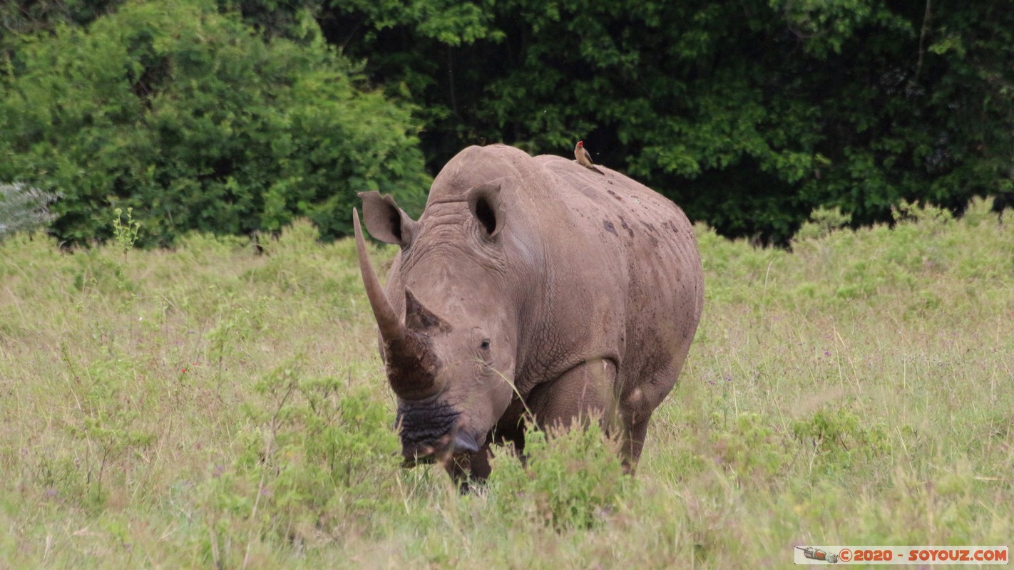 Lake Nakuru National Park - Rhinoceros
Mots-clés: KEN Kenya Nakuru Long&rsquo;s Drift Lake Nakuru National Park animals Rhinoceros