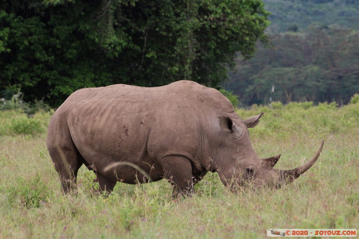 Lake Nakuru National Park - Rhinoceros
Mots-clés: KEN Kenya Nakuru Long&rsquo;s Drift Lake Nakuru National Park animals Rhinoceros