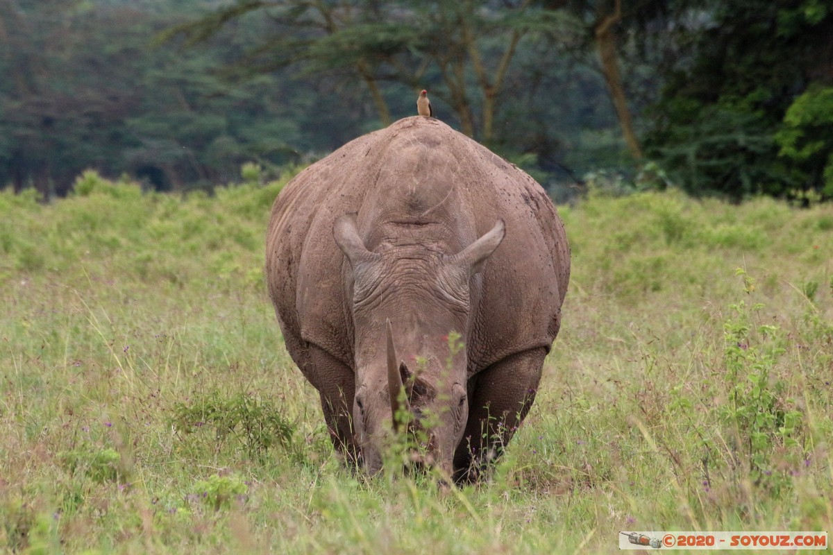 Lake Nakuru National Park - Rhinoceros
Mots-clés: KEN Kenya Nakuru Long&rsquo;s Drift Lake Nakuru National Park animals Rhinoceros