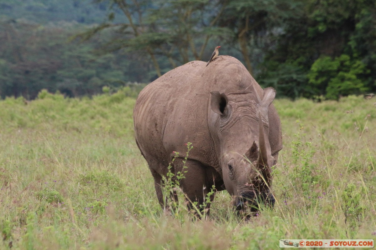 Lake Nakuru National Park - Rhinoceros
Mots-clés: KEN Kenya Nakuru Long&rsquo;s Drift Lake Nakuru National Park animals Rhinoceros