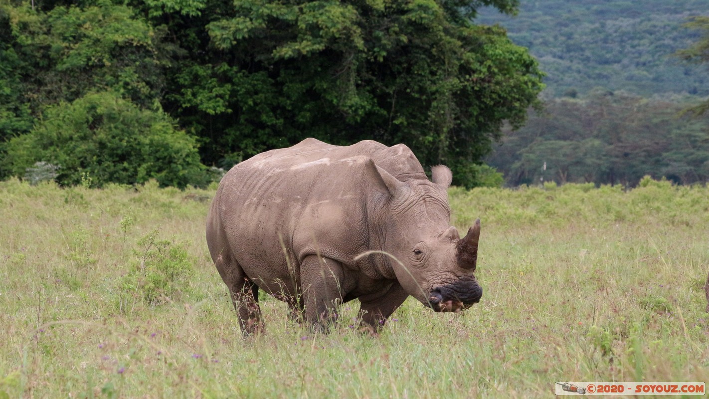 Lake Nakuru National Park - Rhinoceros
Mots-clés: KEN Kenya Nakuru Long&rsquo;s Drift Lake Nakuru National Park animals Rhinoceros