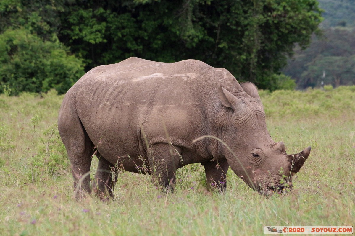 Lake Nakuru National Park - Rhinoceros
Mots-clés: KEN Kenya Nakuru Long&rsquo;s Drift Lake Nakuru National Park animals Rhinoceros