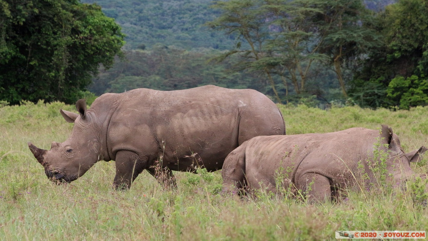 Lake Nakuru National Park - Rhinoceros
Mots-clés: KEN Kenya Nakuru Long&rsquo;s Drift Lake Nakuru National Park animals Rhinoceros