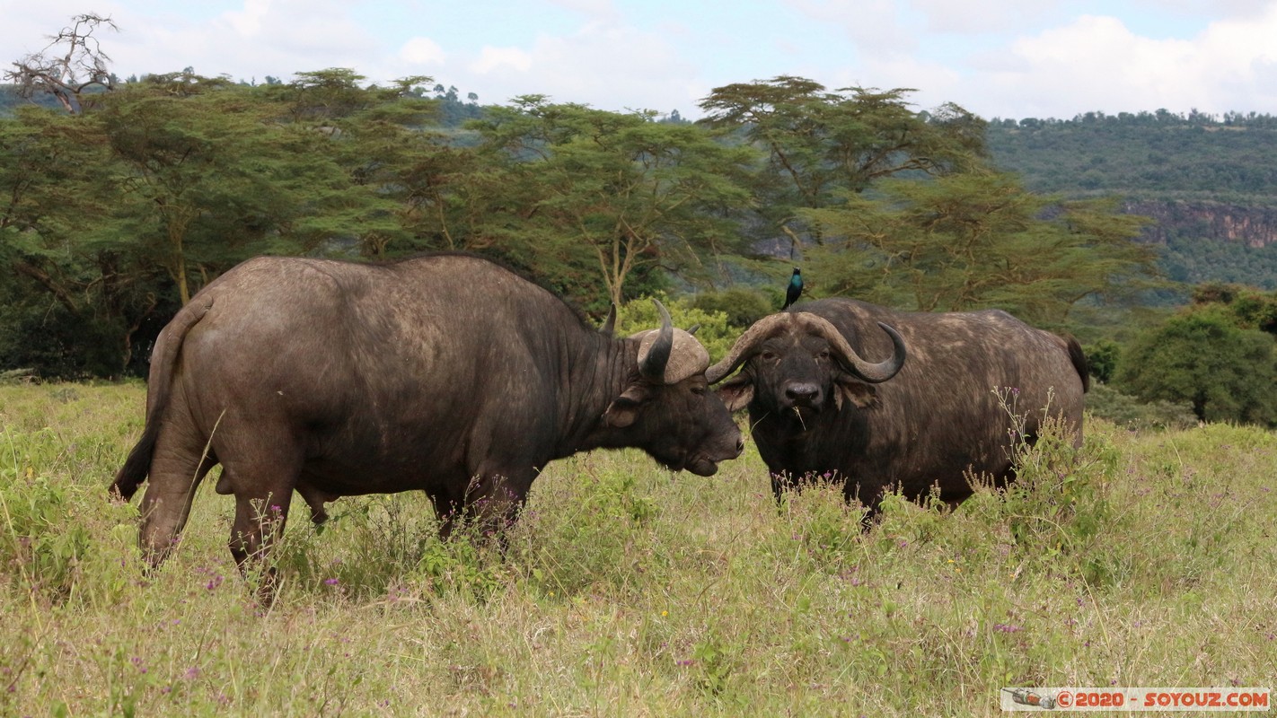 Lake Nakuru National Park - Buffalo
Mots-clés: KEN Kenya Nakuru Long&rsquo;s Drift Lake Nakuru National Park Buffle animals