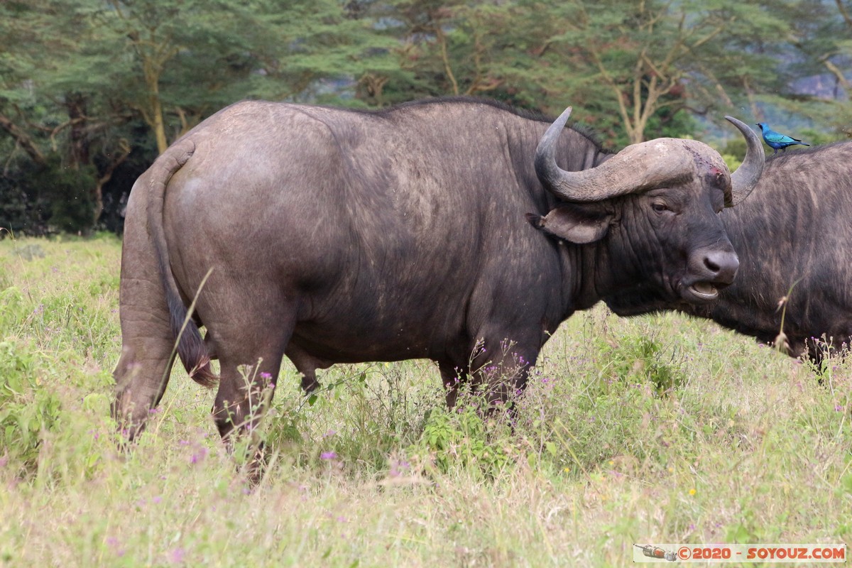 Lake Nakuru National Park - Buffalo
Mots-clés: KEN Kenya Nakuru Long&rsquo;s Drift Lake Nakuru National Park Buffle animals