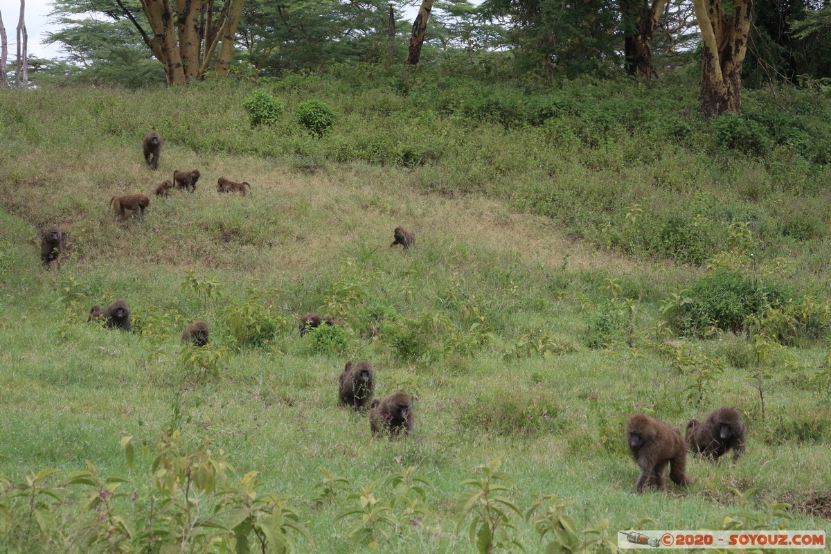 Lake Nakuru National Park - Baboon
Mots-clés: KEN Kenya Nakuru Nderit Drift Lake Nakuru National Park animals singes Babouin