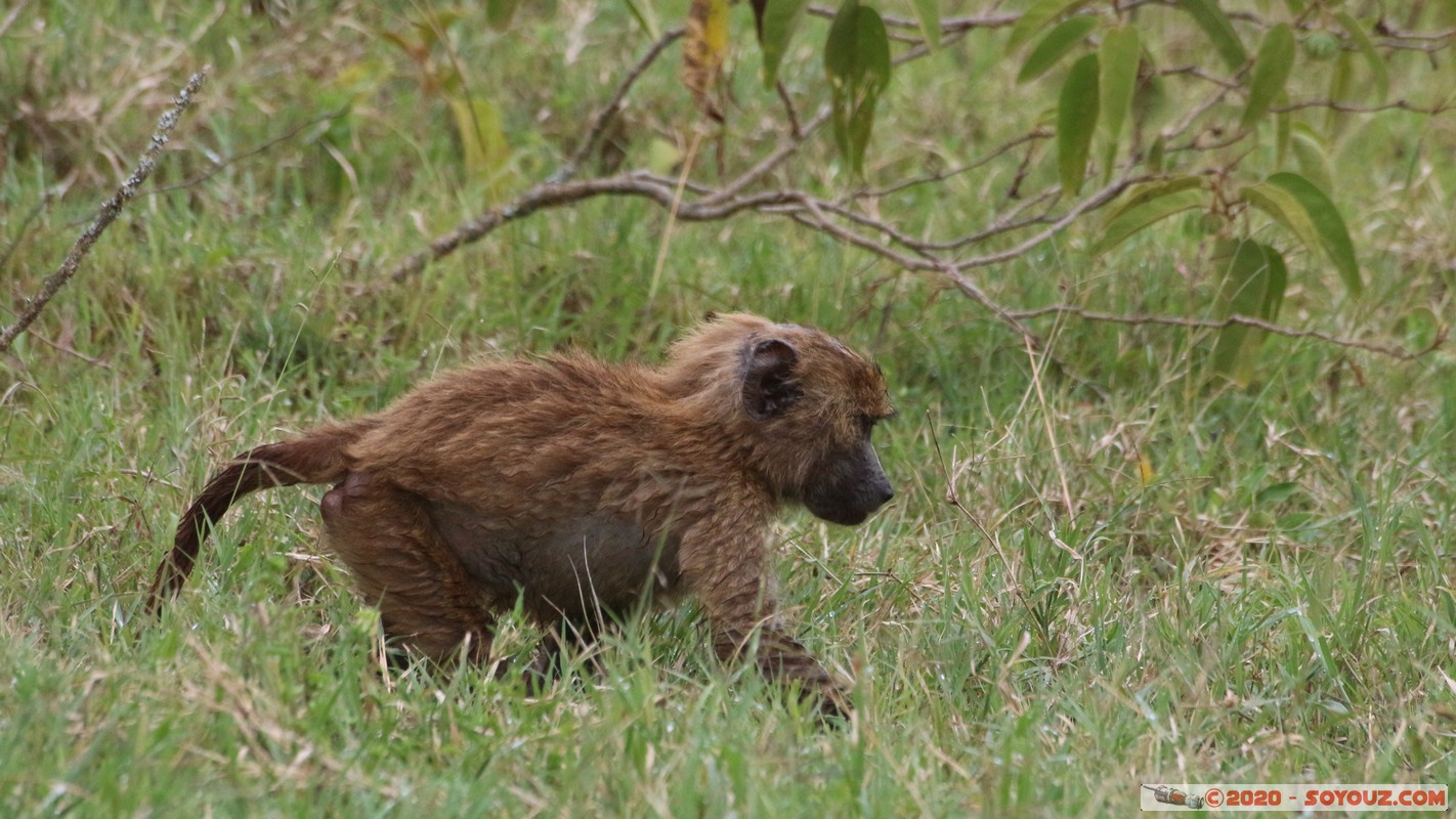 Lake Nakuru National Park - Baboon
Mots-clés: KEN Kenya Nakuru Nderit Drift Lake Nakuru National Park animals singes Babouin