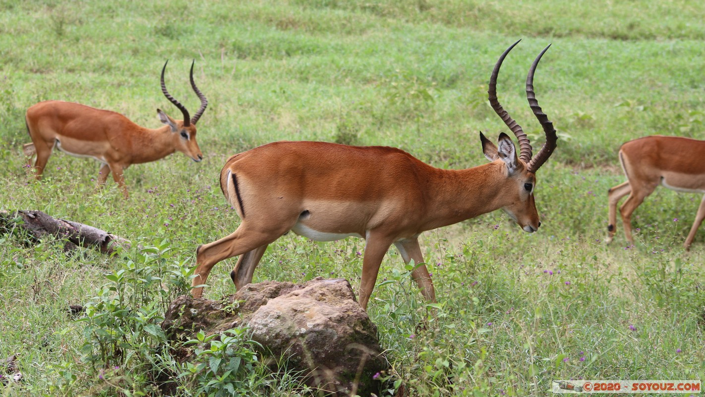 Lake Nakuru National Park - Grant's Gazelle
Mots-clés: KEN Kenya Nakuru Nderit Drift Lake Nakuru National Park Grant's Gazelle