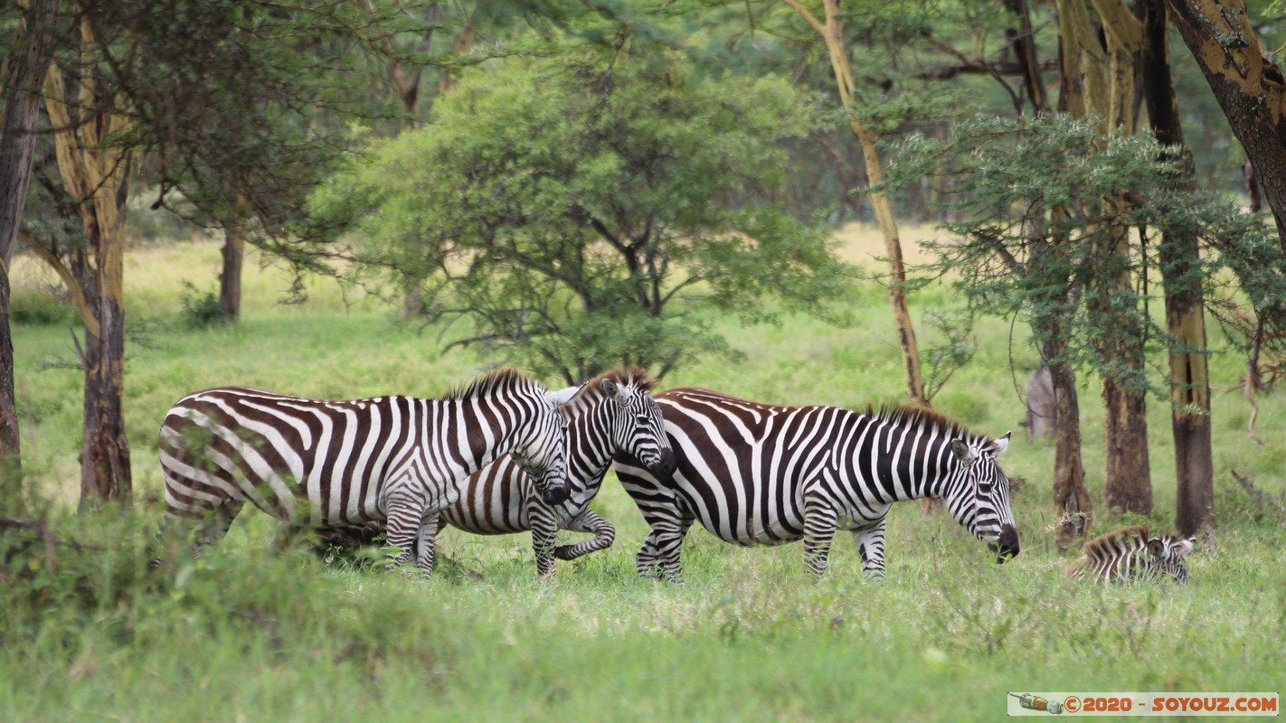 Lake Nakuru National Park - Zebra
Mots-clés: KEN Kenya Long&rsquo;s Drift Nakuru Lake Nakuru National Park zebre animals