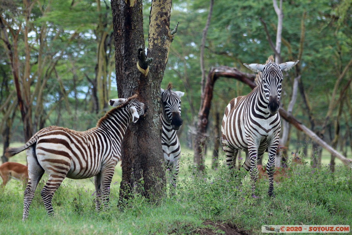 Lake Nakuru National Park - Zebra
Mots-clés: KEN Kenya Long&rsquo;s Drift Nakuru Lake Nakuru National Park zebre animals
