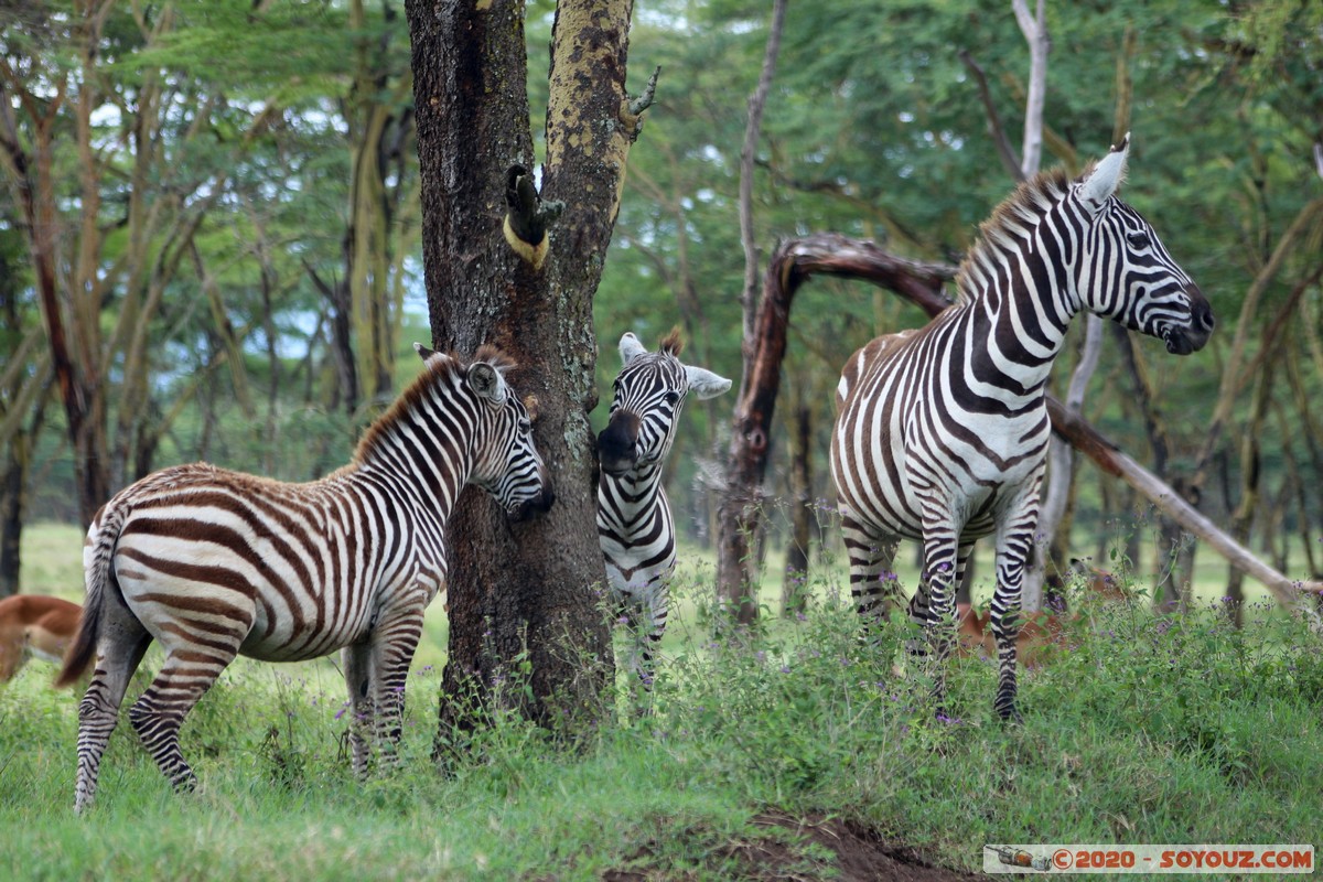 Lake Nakuru National Park - Zebra
Mots-clés: KEN Kenya Long&rsquo;s Drift Nakuru Lake Nakuru National Park zebre animals