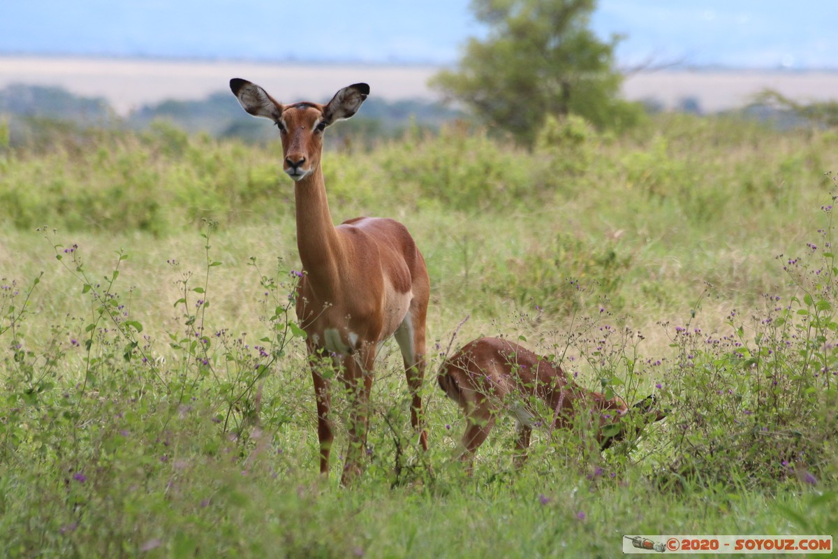 Lake Nakuru National Park - Grant's Gazelle
Mots-clés: KEN Kenya Long&rsquo;s Drift Nakuru Lake Nakuru National Park Grant's Gazelle