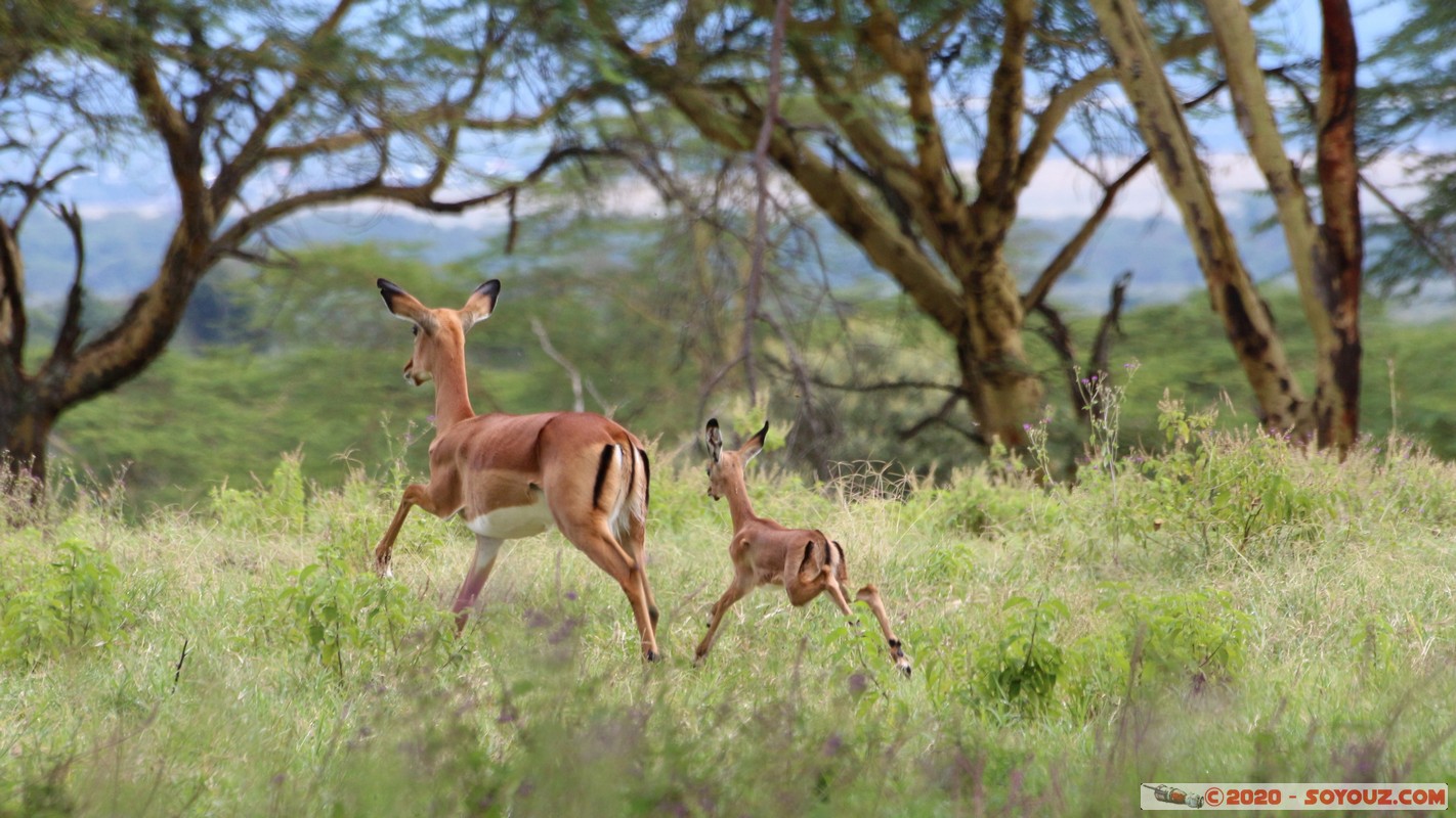 Lake Nakuru National Park - Grant's Gazelle
Mots-clés: KEN Kenya Long&rsquo;s Drift Nakuru Lake Nakuru National Park Grant's Gazelle