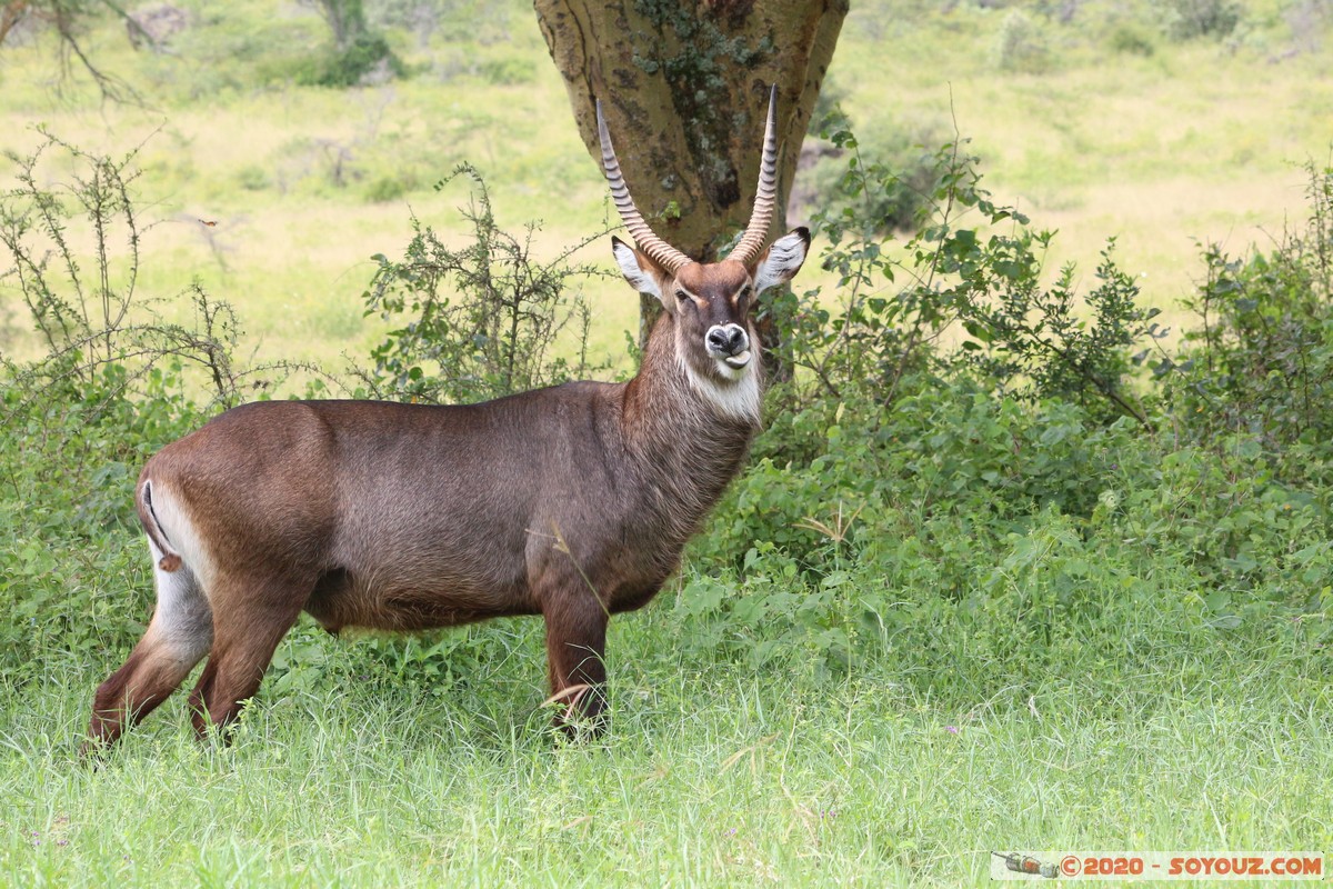 Lake Nakuru National Park - Waterbuck
Mots-clés: KEN Kenya Long&rsquo;s Drift Nakuru Lake Nakuru National Park animals Waterbuck