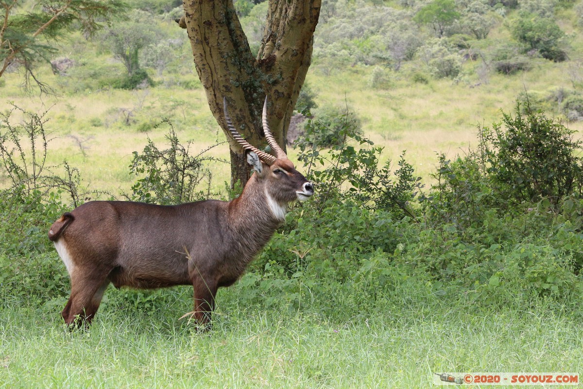 Lake Nakuru National Park - Waterbuck
Mots-clés: KEN Kenya Long&rsquo;s Drift Nakuru Lake Nakuru National Park animals Waterbuck