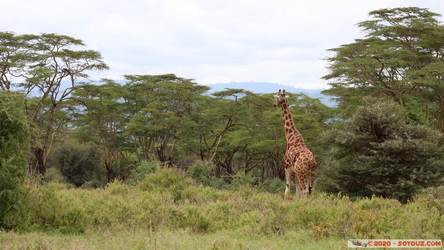 Lake Nakuru National Park - Giraffe
Mots-clés: KEN Kenya Long&rsquo;s Drift Nakuru Lake Nakuru National Park Giraffe animals