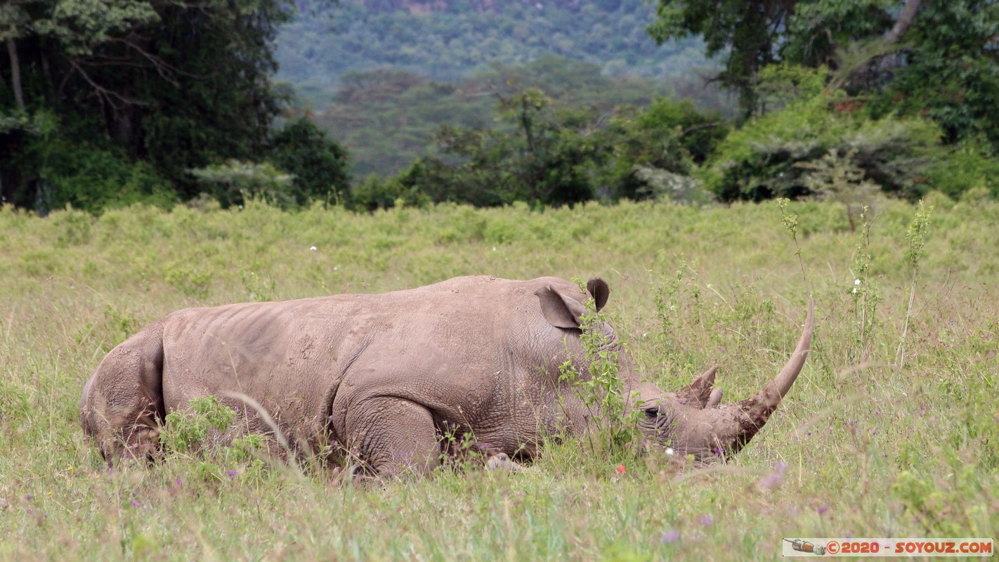 Lake Nakuru National Park - Rhinoceros
Mots-clés: KEN Kenya Long&rsquo;s Drift Nakuru Lake Nakuru National Park animals Rhinoceros