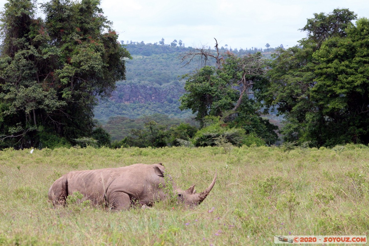 Lake Nakuru National Park - Rhinoceros
Mots-clés: KEN Kenya Long&rsquo;s Drift Nakuru Lake Nakuru National Park animals Rhinoceros