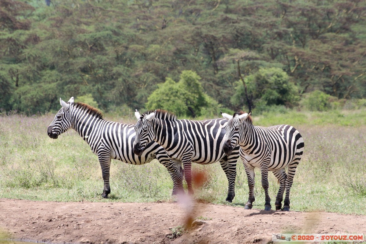 Lake Nakuru National Park - Zebra
Mots-clés: KEN Kenya Nakuru Nderit Lake Nakuru National Park Lake Nakuru Lodge zebre animals