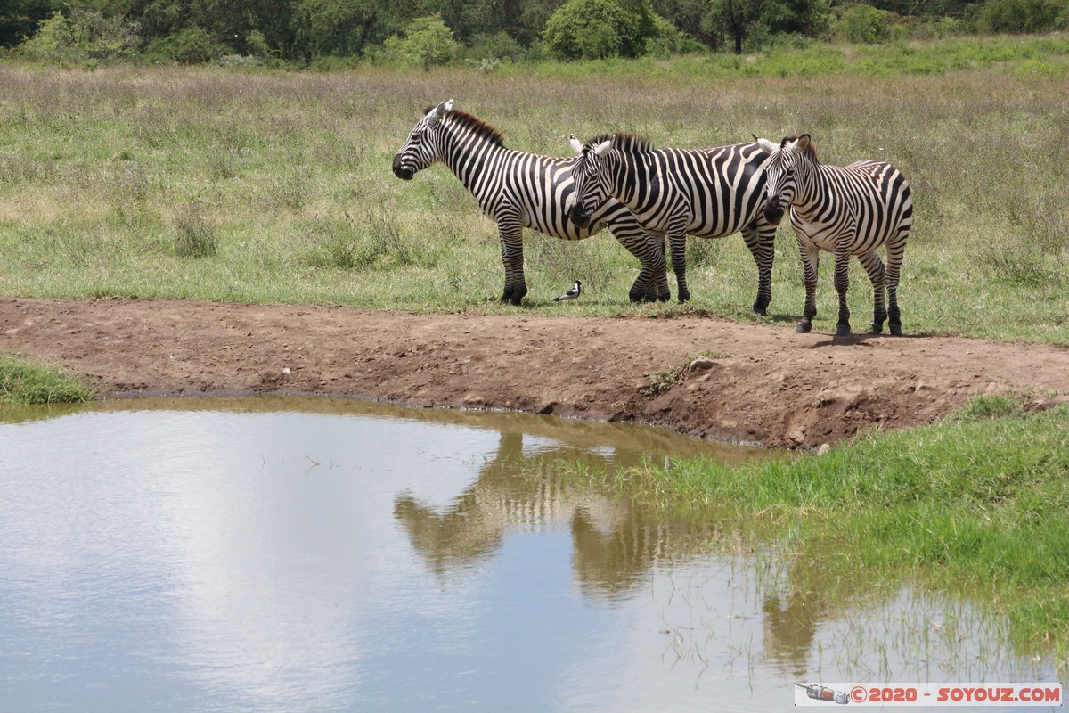 Lake Nakuru National Park - Zebra
Mots-clés: KEN Kenya Nakuru Nderit Lake Nakuru National Park Lake Nakuru Lodge zebre animals