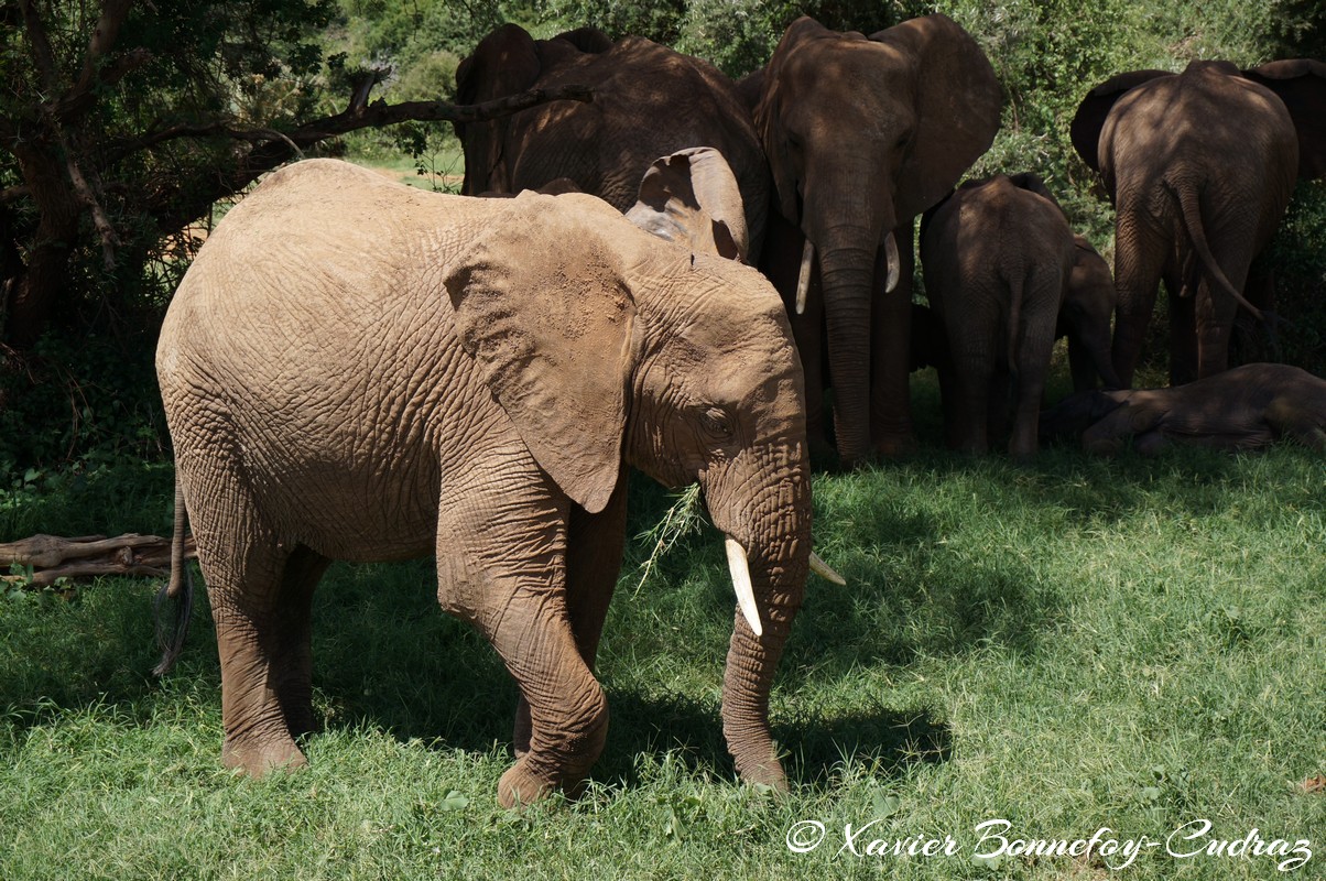 Samburu - Elephant
Mots-clés: geo:lat=0.57132400 geo:lon=37.56448900 geotagged KEN Kenya Samburu Samburu National Reserve animals Elephant