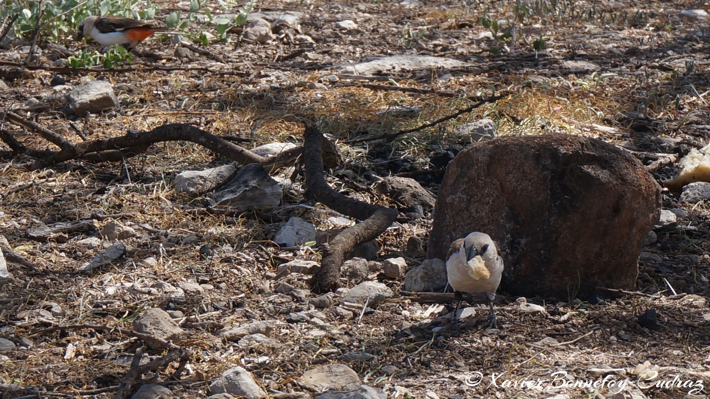 Buffalo Springs - White-headed Buffalo Weaver
Mots-clés: geo:lat=0.60684800 geo:lon=37.64855100 geotagged KEN Kenya Samburu Umoja Isiolo Buffalo Springs National Reserve animals oiseau White-headed Buffalo Weaver