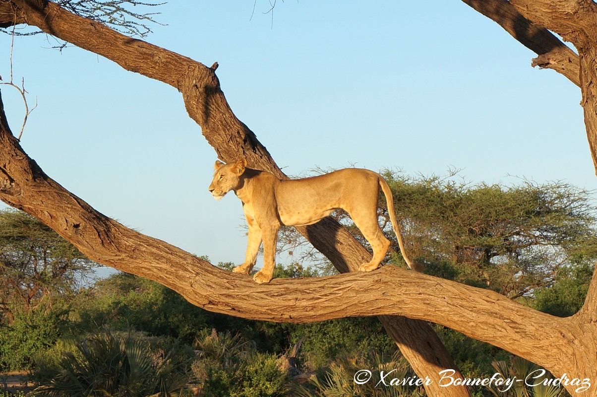 Buffalo Springs - Lion
Mots-clés: geo:lat=0.55602900 geo:lon=37.57475000 geotagged KEN Kenya Samburu Umoja Isiolo Buffalo Springs National Reserve animals Lion