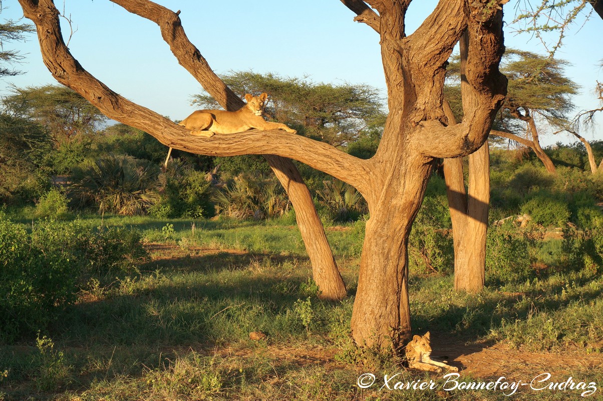 Buffalo Springs - Lion
Mots-clés: geo:lat=0.55602900 geo:lon=37.57475000 geotagged KEN Kenya Samburu Umoja Isiolo Buffalo Springs National Reserve animals Lion