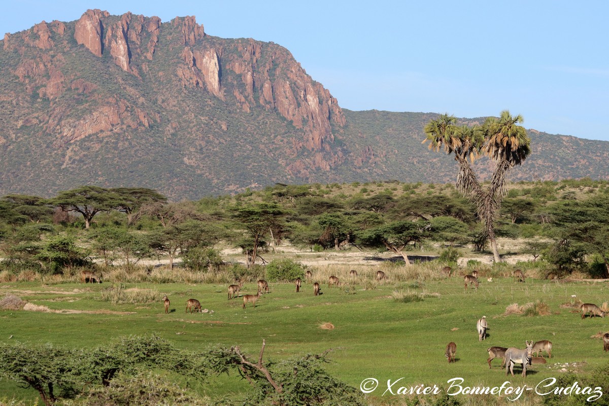 Shaba - Waterbuck  and Grevy's Zebra
Mots-clés: geo:lat=0.64906100 geo:lon=37.73095500 geotagged KEN Kenya Samburu Isiolo Shaba National Reserve Montagne animals zebre Grevy's Zebra Waterbuck
