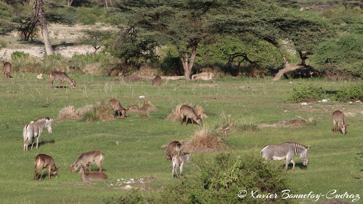 Shaba - Waterbuck  and Grevy's Zebra
Mots-clés: geo:lat=0.64906100 geo:lon=37.73095500 geotagged KEN Kenya Samburu Isiolo Shaba National Reserve Montagne animals zebre Grevy's Zebra Waterbuck