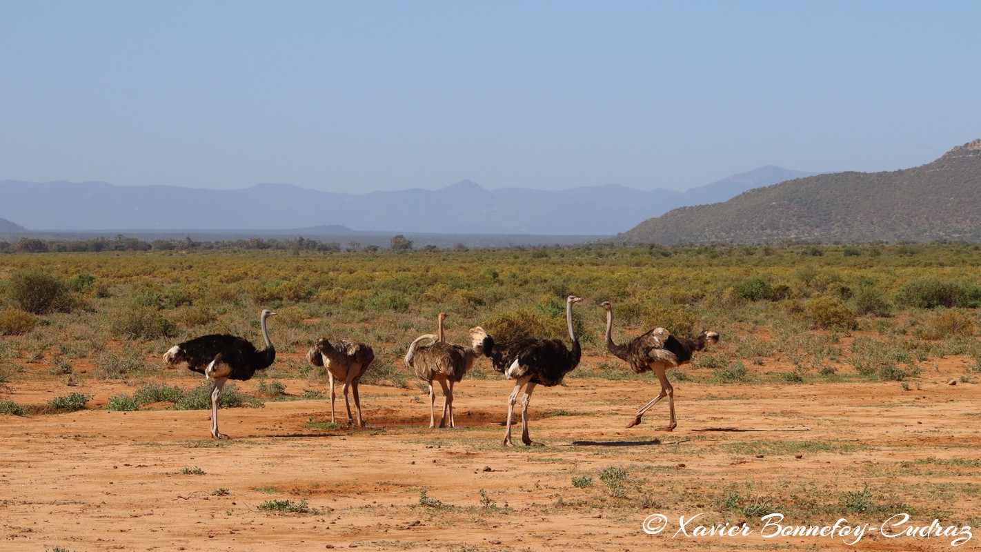 Samburu - Somali ostriches
Mots-clés: geo:lat=0.60962700 geo:lon=37.62068000 geotagged KEN Kenya Samburu Samburu National Reserve Somali ostriches animals Autruche oiseau