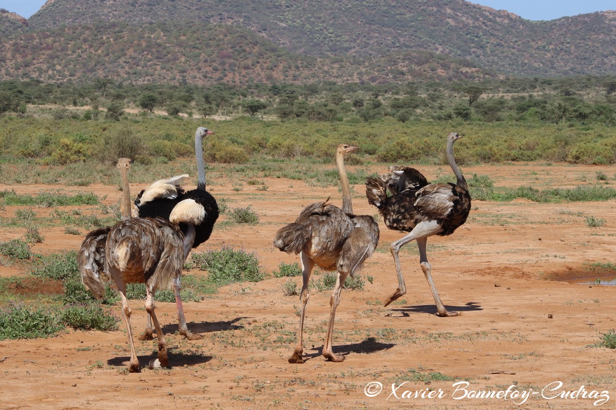 Samburu - Somali ostriches
Mots-clés: geo:lat=0.60834900 geo:lon=37.62054300 geotagged KEN Kenya Samburu Samburu National Reserve Somali ostriches animals Autruche oiseau