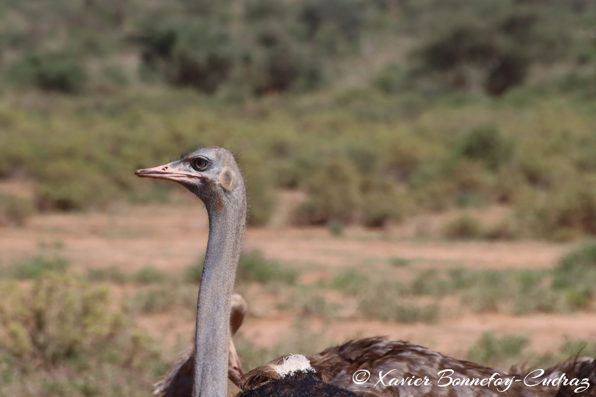 Samburu - Somali ostriches
Mots-clés: geo:lat=0.60784400 geo:lon=37.62019800 geotagged KEN Kenya Samburu Samburu National Reserve Somali ostriches animals Autruche oiseau