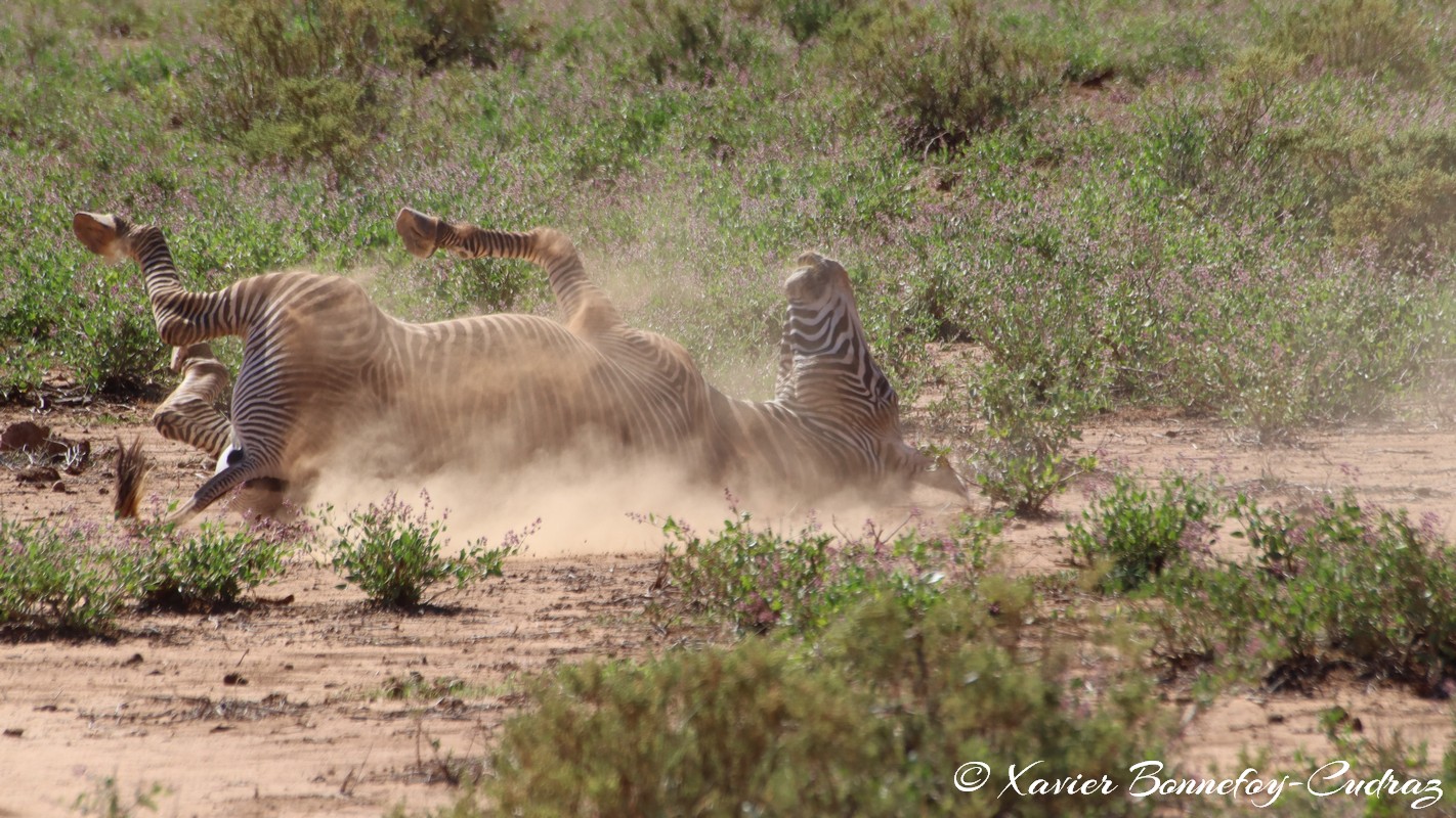 Samburu - Grevy's Zebra
Mots-clés: geo:lat=0.60110600 geo:lon=37.61058200 geotagged KEN Kenya Samburu Samburu National Reserve animals Grevy's Zebra