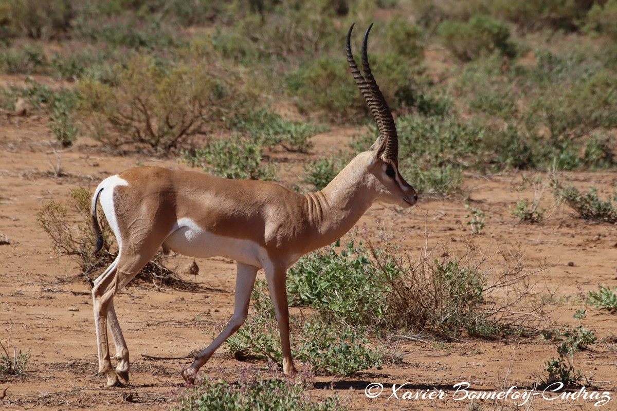 Samburu - Grant's Gazelle
Mots-clés: geo:lat=0.60110600 geo:lon=37.61058200 geotagged KEN Kenya Samburu Samburu National Reserve animals Grant's Gazelle