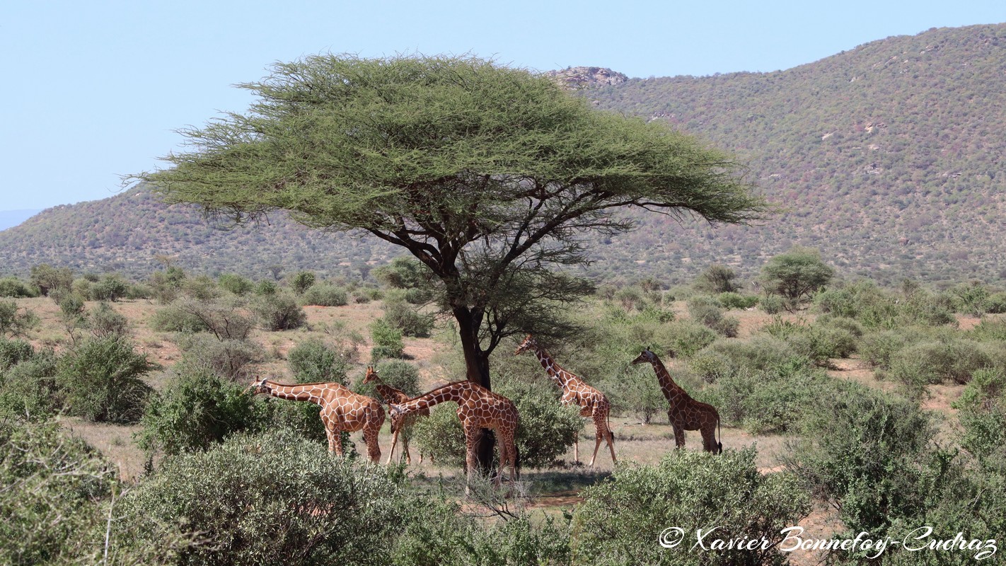 Samburu - Reticulated giraffe
Mots-clés: geo:lat=0.60140600 geo:lon=37.58559100 geotagged KEN Kenya Samburu Samburu National Reserve reticulated giraffe Somali giraffe Giraffe animals