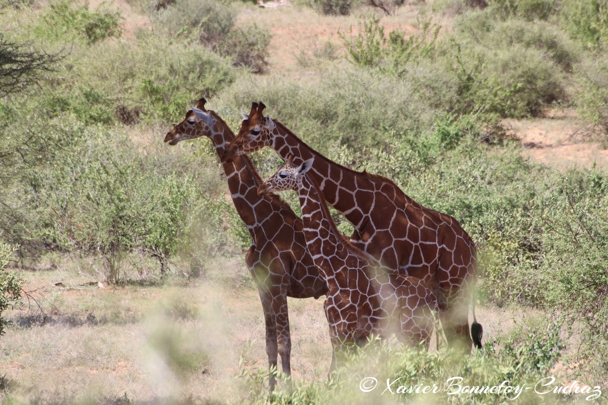 Samburu - Reticulated giraffe
Mots-clés: geo:lat=0.60138100 geo:lon=37.58558800 geotagged KEN Kenya Samburu Samburu National Reserve reticulated giraffe Somali giraffe Giraffe animals