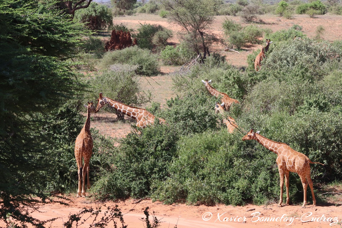Samburu - Reticulated giraffe
Mots-clés: geo:lat=0.60068700 geo:lon=37.58584700 geotagged KEN Kenya Samburu Samburu National Reserve reticulated giraffe Somali giraffe Giraffe animals