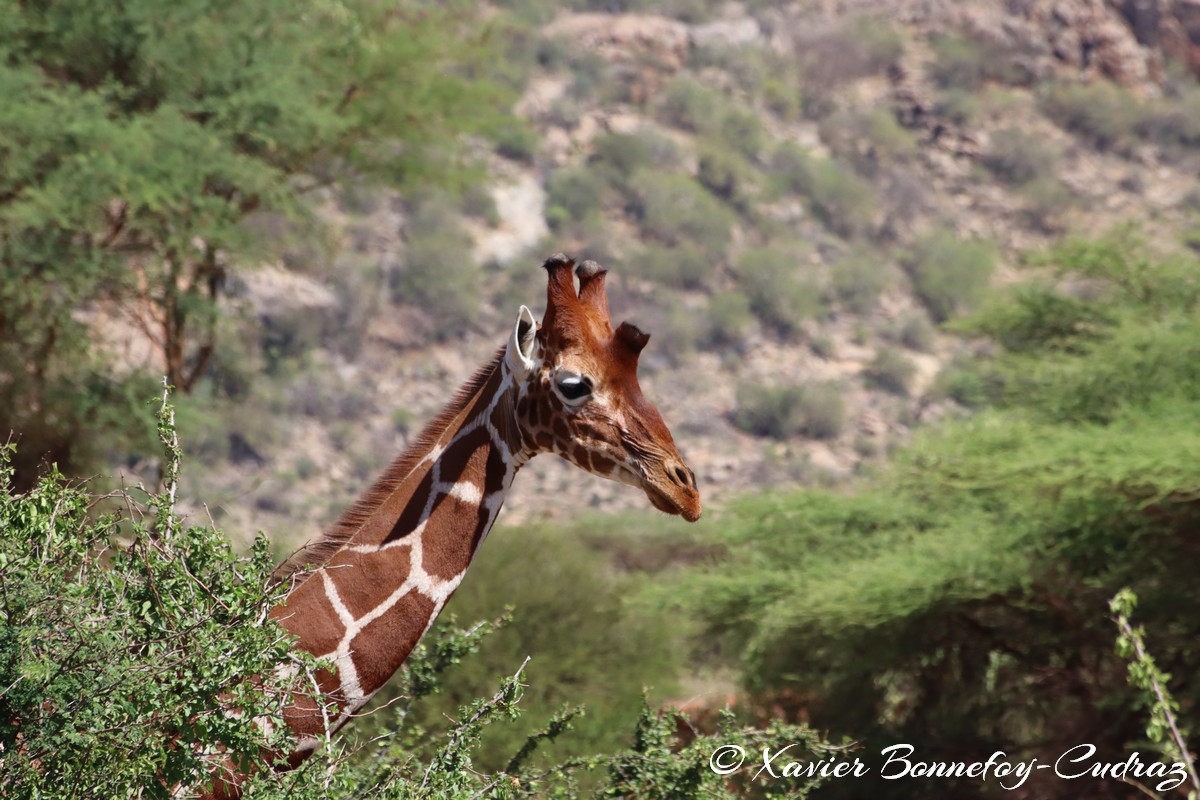 Samburu - Reticulated giraffe
Mots-clés: geo:lat=0.59975900 geo:lon=37.58556300 geotagged KEN Kenya Samburu Samburu National Reserve reticulated giraffe Somali giraffe Giraffe animals