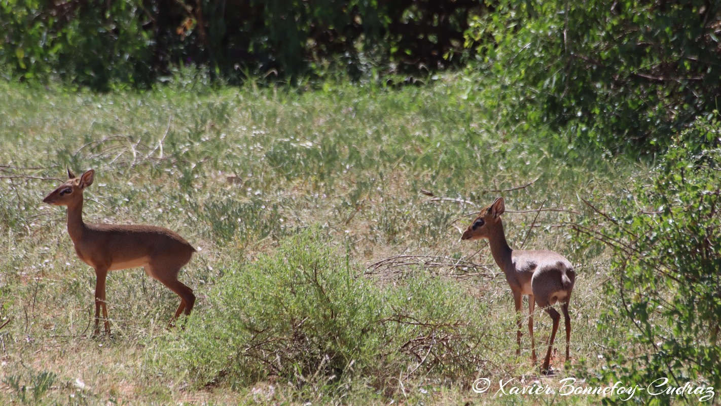 Samburu - Dik-dik
Mots-clés: geo:lat=0.59334900 geo:lon=37.58477500 geotagged KEN Kenya Samburu Samburu National Reserve animals Dik-dik