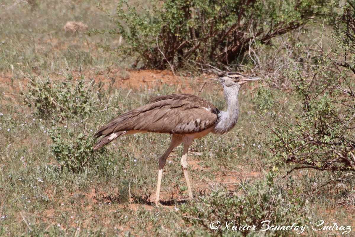 Samburu - Kori bustards
Mots-clés: geo:lat=0.59293800 geo:lon=37.58436500 geotagged KEN Kenya Samburu Samburu National Reserve oiseau Kori Bustard